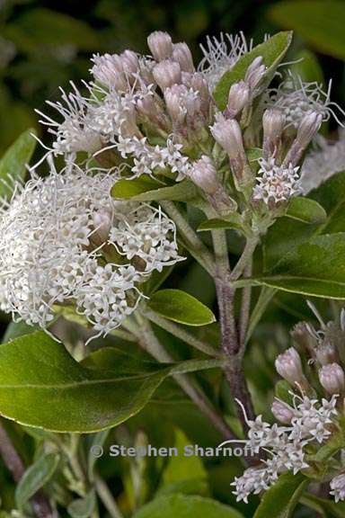 ageratina exerto venosa 1 graphic